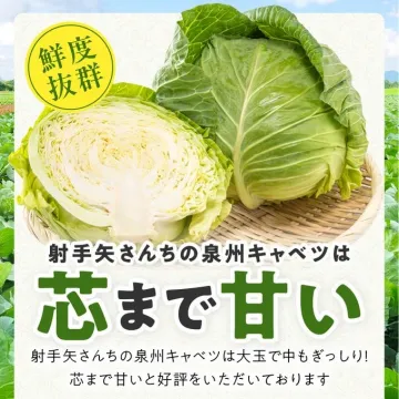 射手矢さんちの泉州キャベツ「芯まで甘い！鮮度抜群の大玉キャベツ」