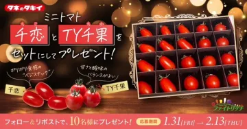 ミニトマト「千恋」と「TY千果」プレゼントキャンペーン