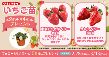 タキイ種苗のいちご苗プレゼントキャンペーン