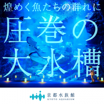 京都水族館 圧巻の大水槽展示