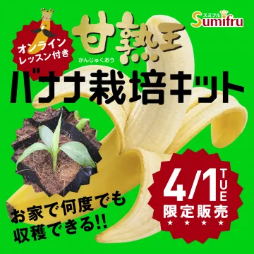 甘熟王バナナ栽培キット限定販売オンラインレッスン付き