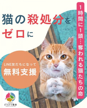 猫の殺処分ゼロ支援キャンペーン