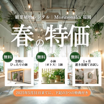 観葉植物レンタル Morinonaka 春の特価キャンペーン