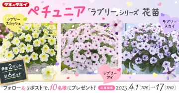 ペチュニア「ラブリーシリーズ」花苗プレゼントキャンペーン