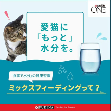 体型をデザインする大きめサイズのファッション「box L」