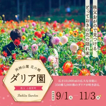 秩父・小鹿野のダリア観賞イベント