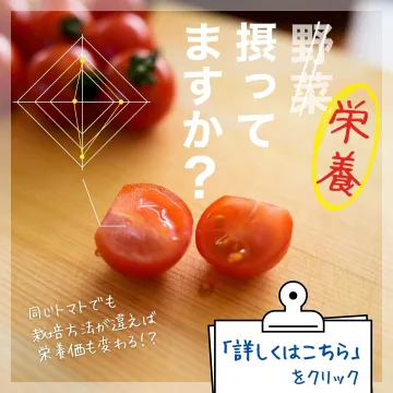 野菜の栄養価向上に関する情報提供・解説