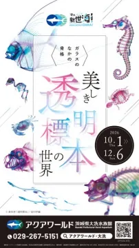 透明標本の美と科学 展示イベント