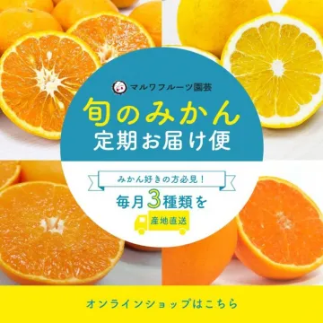 旬のみかん定期お届け便 ～毎月3種類を産地直送～