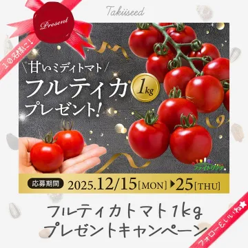 甘いミディトマト フルーティカ 1kg プレゼントキャンペーン