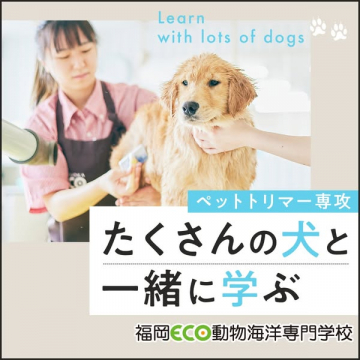 たくさんの犬と学ぶ！福岡ECO動物海洋専門学校ペットトリマー専攻