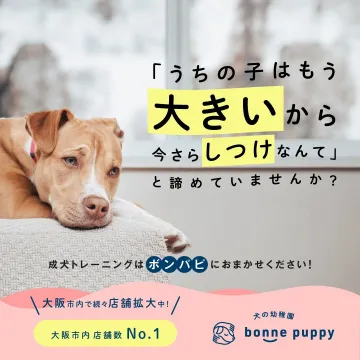 犬の幼稚園 ボンパピ 成犬トレーニングサービス