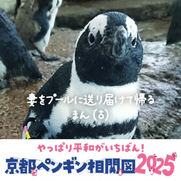 京都ペンギン相関図2025