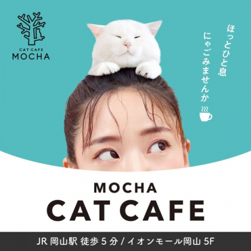 MOCHA CAT CAFE JR岡山駅近くの癒しの猫カフェ