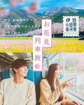 伊豆・東海道お花見列車旅 桜スポット紹介