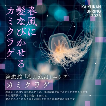 海遊館 春のカミクラゲ展示イベント